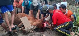 SEMARAK IDUL ADHA 1444 HIJRIYAH DENGAN BERQURBAN